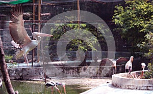 Flying painted stork