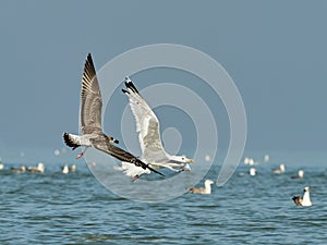 Flying in a pair of gulls