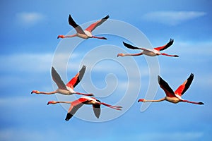 Flying pair of nice pink big bird Greater Flamingo, Phoenicopterus ruber, with clear blue sky with clouds, Camargue, France