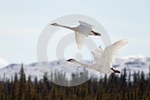 Flying pair Trumpeter Swans Cygnus buccinator