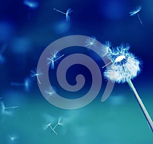 Flying parachutes from dandelion