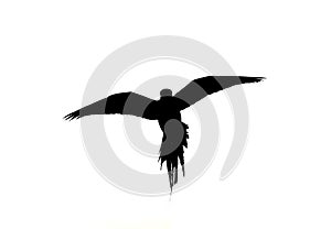 Flying parrot silhouette isolate on white