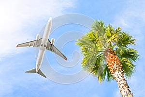 Flying passenger plane liner in the sky with a tropical palm tree against the blue sky. The concept of air travel holidays in