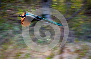 Flying peacock.