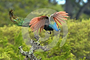 A flying peacock. Pavo cristatus.