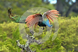 A flying peacock. Pavo cristatus. photo