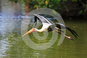 Flying Pelican