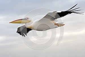 Flying Pelican