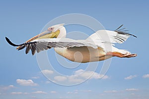Flying pelican