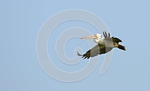 Flying pelican
