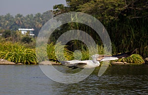 Flying pelican