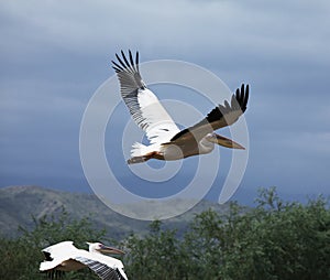 Flying pelican