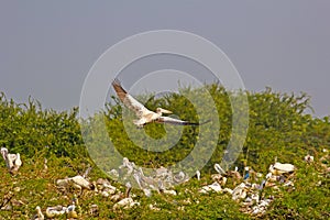 Flying pelican