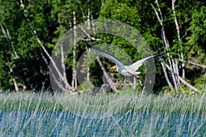 Flying Pelican at Child`s Lake in Duck Mountain Provincial Park, Manitoba, Canada