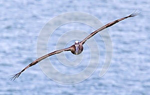 Flying pelican, frontal view.