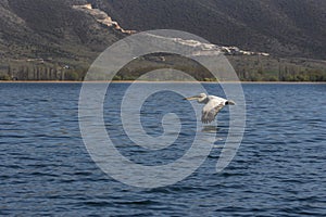 Flying Pelican over Lake against the background of the mountain.
