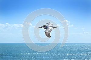 Flying Pelican Sky Ocean Florida