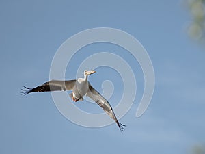 Flying pelican