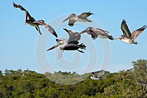 Flying pelicans photo