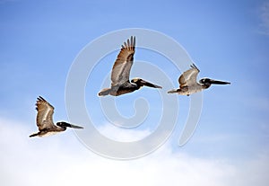 Flying Pelicans