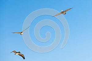 Flying pelicans and clear blue sky on background