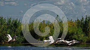 Flying pelicans