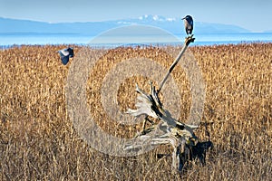 Flying and Perched Heron Richmond BC