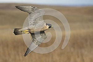 Flying Peregrine Falcon photo