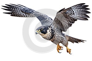 Flying Peregrine Falcons Isolate on white Background.