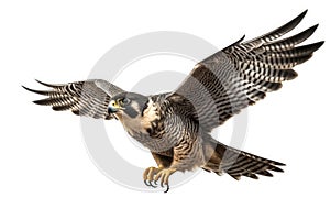 Flying Peregrine Falcons Isolate on white Background.