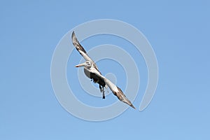 Flying Peruvian Pelican