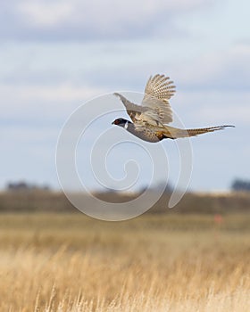 Flying Pheasant photo