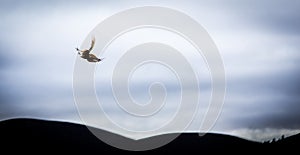 Flying pheasant, Aviemore, Scotland, United Kingdom.
