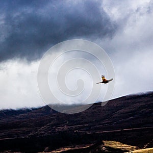 Flying pheasant, Aviemore, Scotland, United Kingdom.