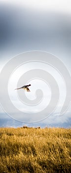 Flying pheasant fleeing away from hunters, Aviemore, Scotland, United Kingdom