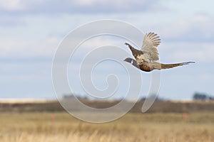 Flying Pheasant photo