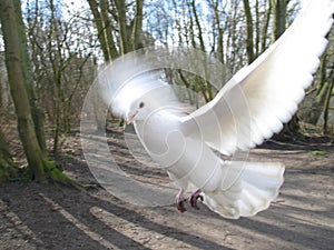 Flying pigeon