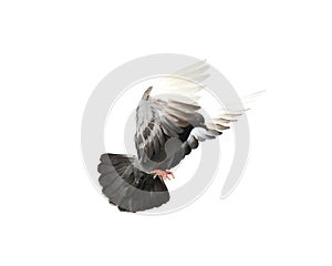 Flying pigeon in action isolated on white background.