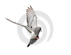 Flying pigeon in action isolated on white background.