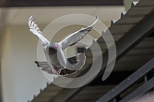 Flying pigeon bird