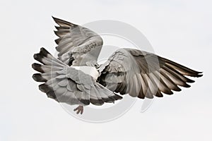 Flying pigeon bird feather wing agains white sky photo