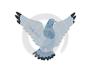 Flying pigeon flat vector illustration. Grey dove spreading feathered wings. City fauna, wildlife, street bird. Freedom photo