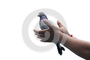 flying pigeon with hands giving freedom hope new sign of love