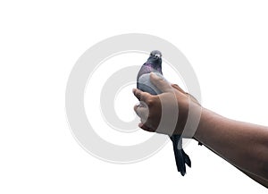 flying pigeon with hands giving freedom hope new sign of love