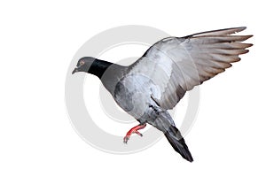 Flying pigeon isolated on white