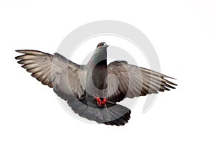 Flying pigeon isolated on white