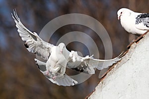 Flying pigeon from the roof