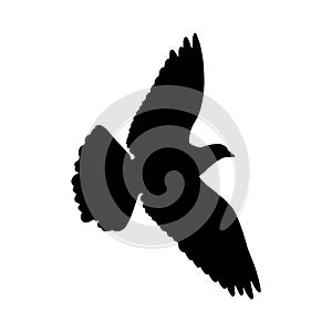 Flying pigeon silhouette on white background