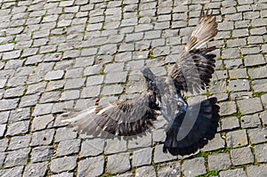 A flying pigeon in Unirii Square, Cluj-Napoca