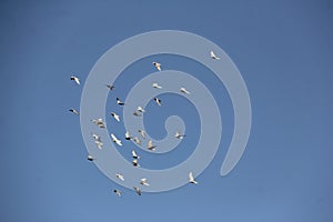 Flying Pigeons on blue sky